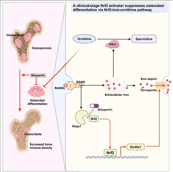 Cell Metabolism|解锁骨代谢新通路:临床阶段 Nrf2 激活剂通过“铁-鸟氨酸”轴抑制破骨分化